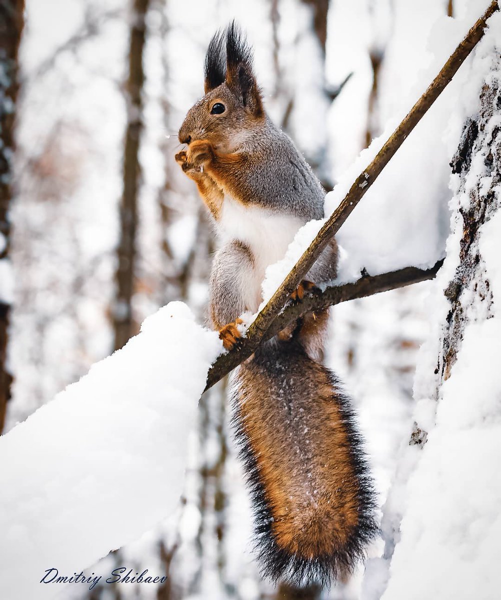 Sever_pravda's tweet photo. Доброе утро! 🐿

📷: Дмитрий Шибаев https://t.co/NsF8YCivrh
