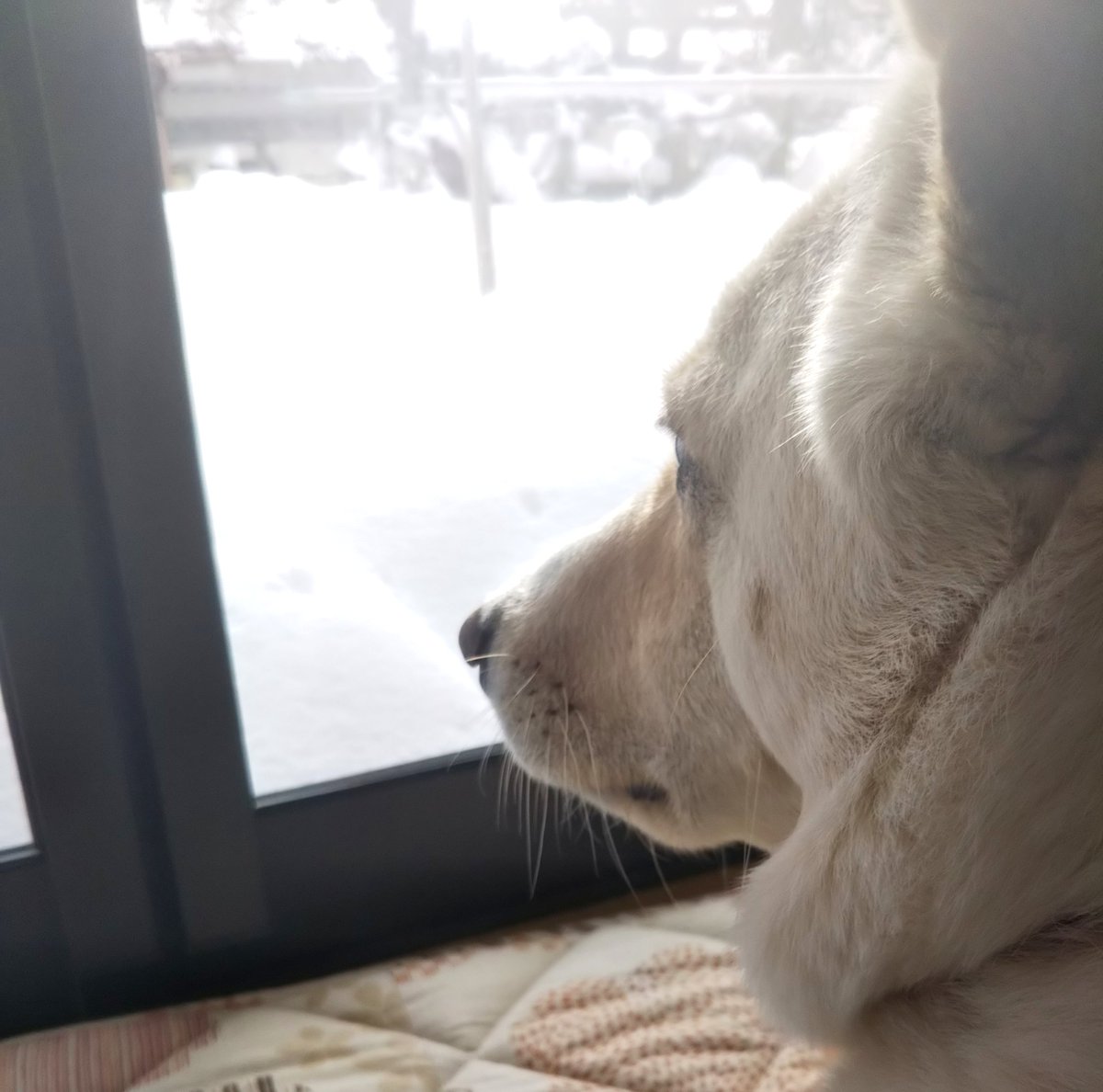 hororororing's tweet photo. 雪好きも若干引いてる https://t.co/quODXsLfVh