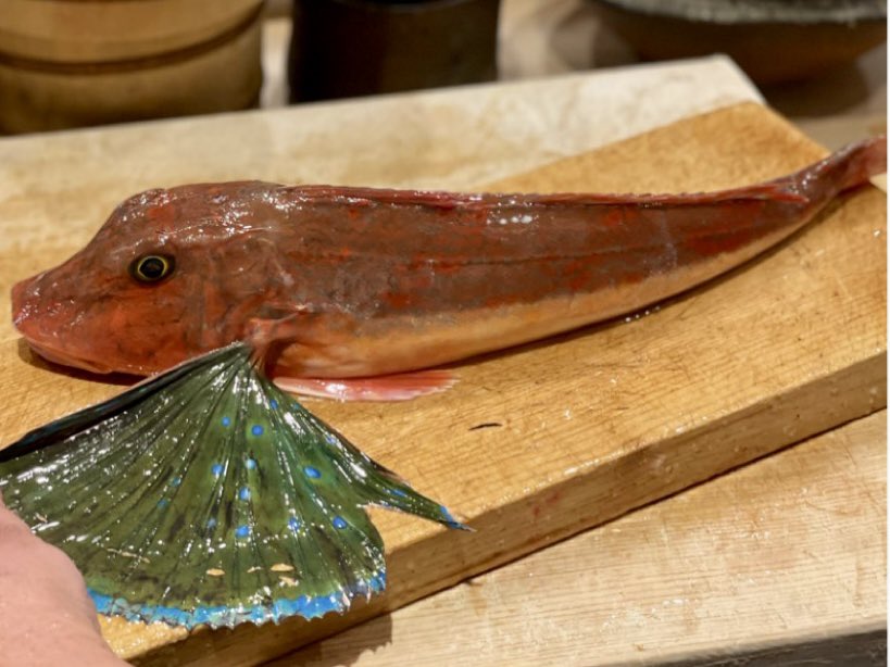 enji_sushi's tweet photo. 🐟
ホウボウ　長井　横須賀

フィンが芸術的で美しいホウボウ。
もちろんお味も美味でございます。

本年は満席となりました。
ありがとうございます。

年明けの通常営業は1月10日からとなります。ご予約お待ちしております。

#ホウボウ
#Bluefinsearobin
#地魚
#旬の食材
#鮨 
#横須賀 https://t.co/PqRQcN5SyM