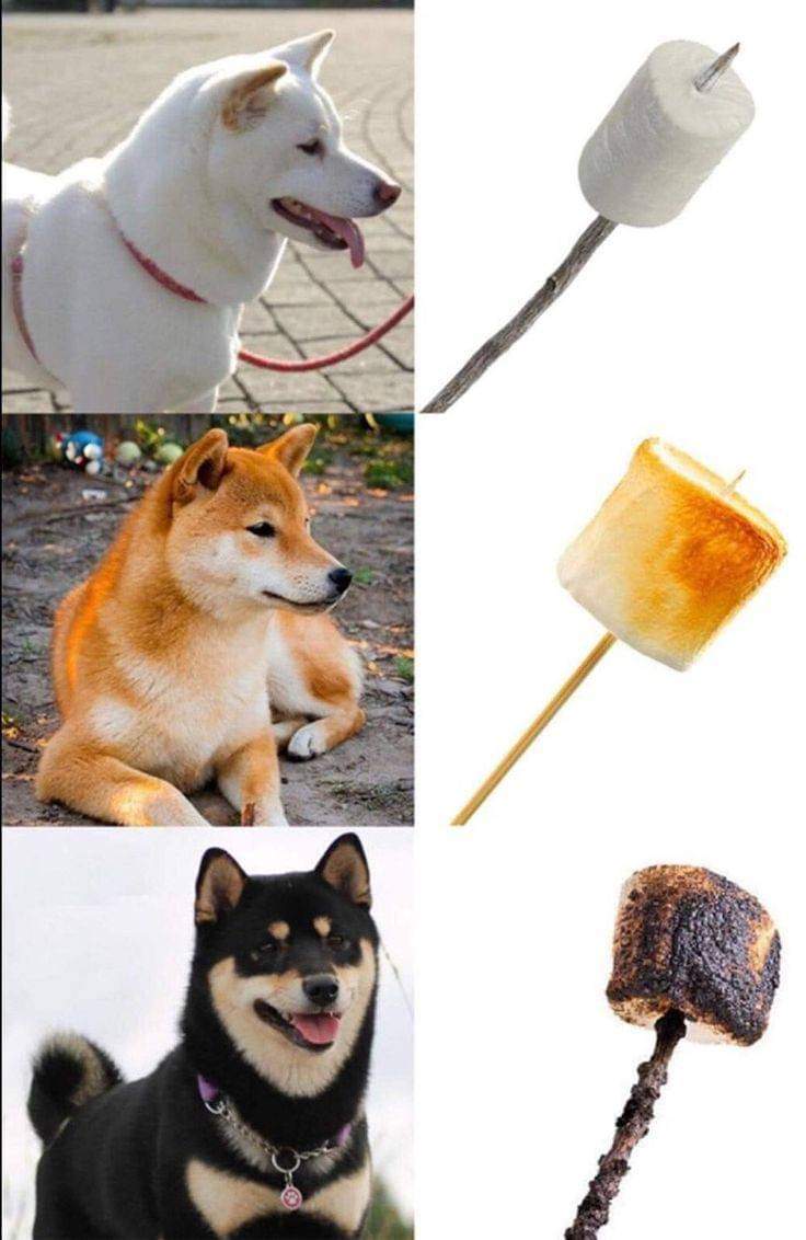 มาช์ลเมลโล่ทำมาจากหมา