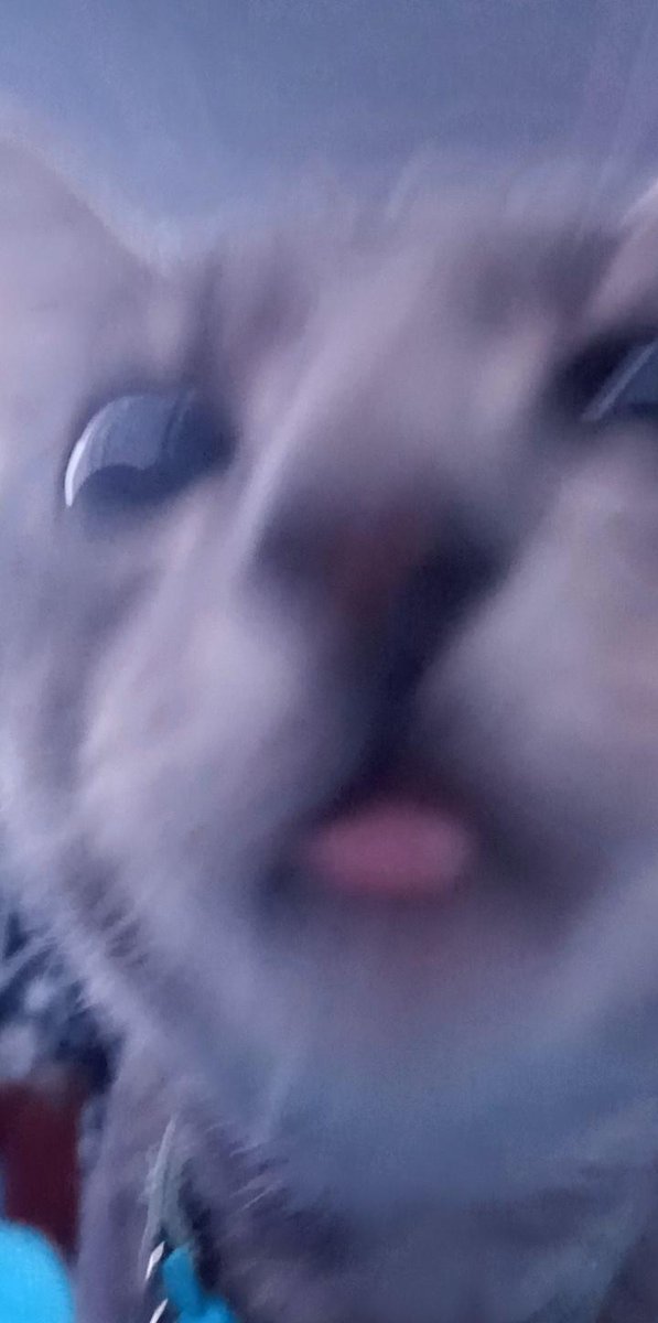 ghostives's tweet photo. its funny bc my cats name is squash https://t.co/mgpVwXfApW