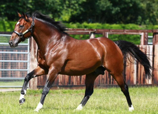 GBRI_UK's tweet photo. 🗣️"Frankel has stepped into his father's shoes as seamlessly as Elisha took up Elijah's mantle." @JohnWathenBerry  

Read all about the fastest sire to reach 50 Group winners in history in today's @theTDN https://t.co/aMF9xhFa78

📸: @JuddmonteFarms https://t.co/RuZc9ngmvn