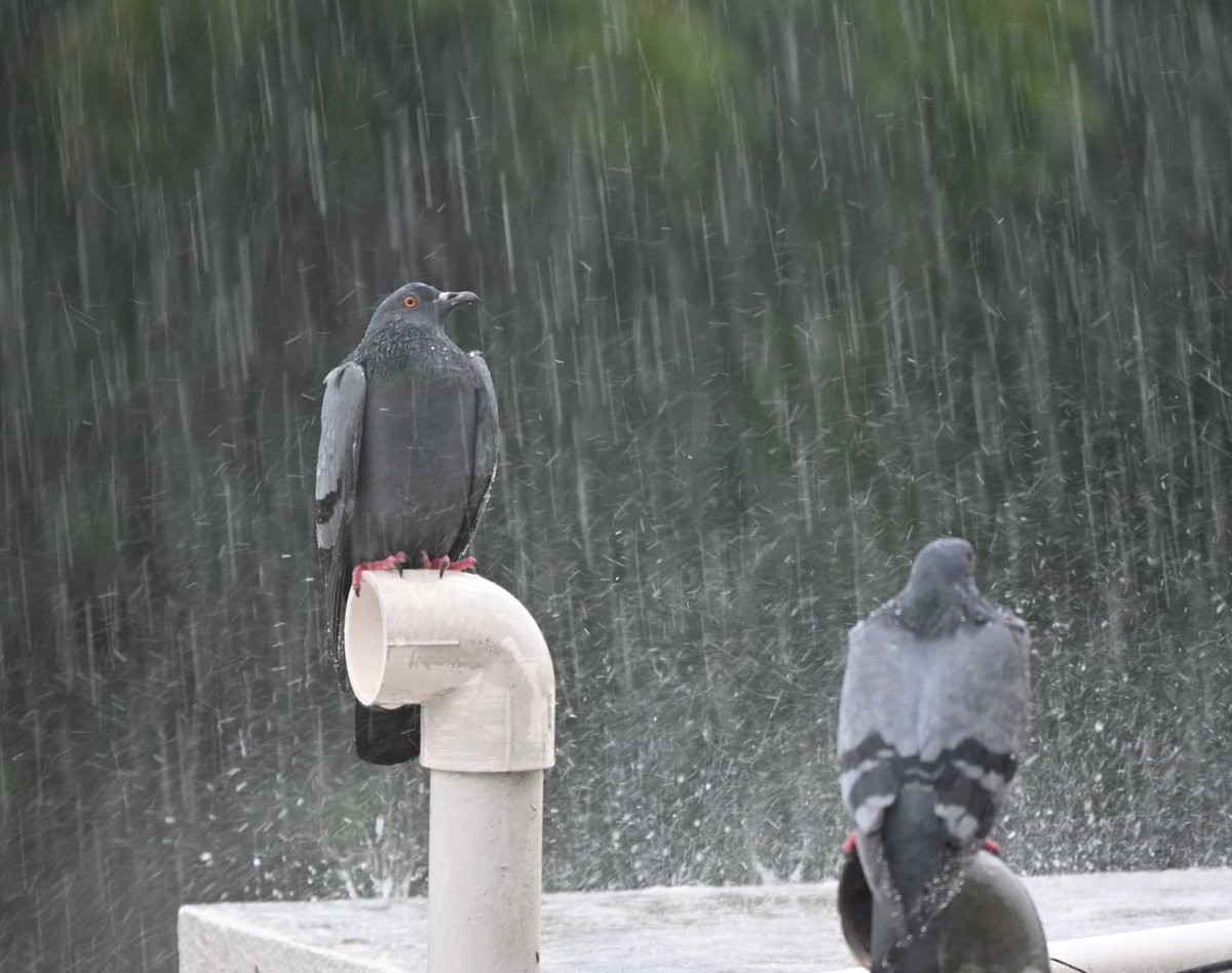 ToursExploreIt's tweet photo. ⭕ Beautiful Scenes During Rainy Day 🌧

📍Karachi, Pakistan

#KarachiRain #Exploreit #Pakistan #Karachi https://t.co/sckGLOLCrT