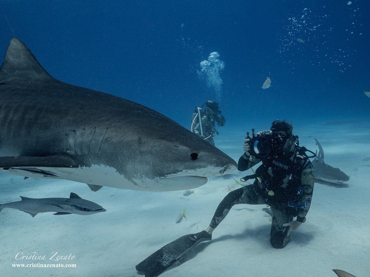 The reality of scuba diving with sharks: they will swim around people and not attempt to eat everything they see and moves. #exploration #education #conservation