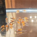 ツイートに含まれる画像