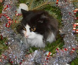 marillion13's tweet photo. MOL good meowing from Gizzy, Thori and lil Angel Sisi, da second hand kittehz (FB page) & me with this funny & cute pic of furriend @TrooperTHKitten in the #Catmess #Tree.
πΉπΉπΉπππβ¨β¨β¨πΎπΎπΎπππ https://t.co/LAiqNpaFPB