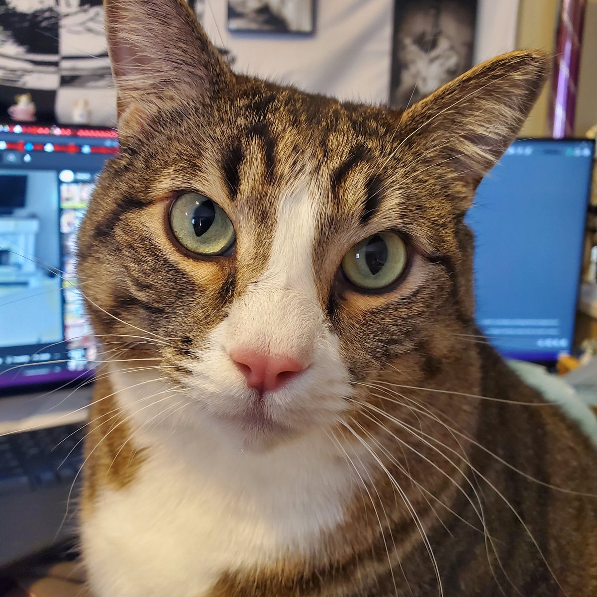 ZT Golding tweet media