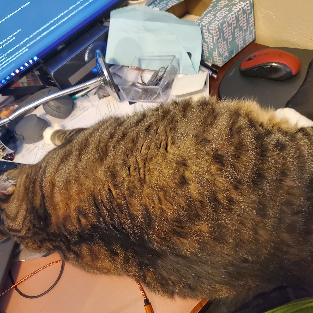 ZT Golding tweet media