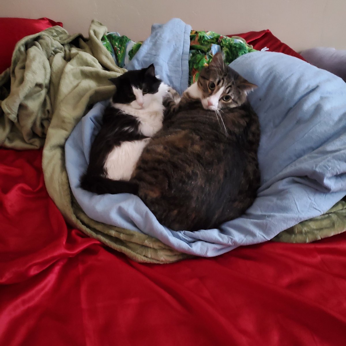 ZT Golding tweet media