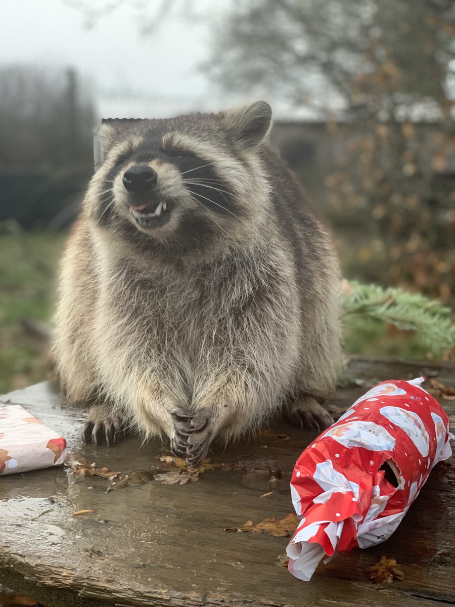 We hope you all had a great Christmas! (Ralph the Raccoon certainly did!)

Don’t forget we are OPEN this week, Closed on the 1st, but open again from the 2nd-4th. 

Photo 📸: Keeper Elizabeth