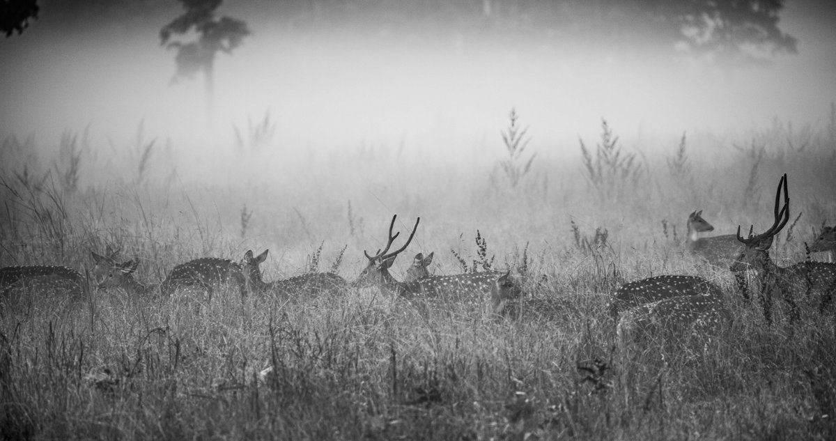 unhotelier's tweet photo. Forest beauties - What a magical morning in Kanha!
Jungle Safari is more than spotting tigers :-)
#offbeat #microexperiences https://t.co/PzRji6WRjz
