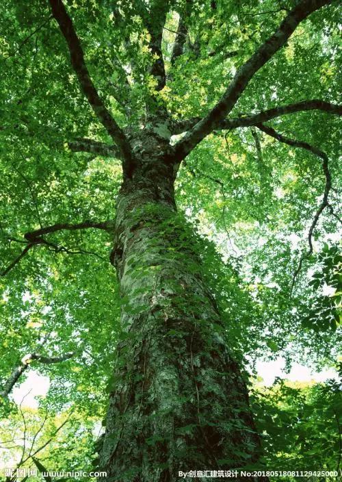mdzz7758sb's tweet photo. Save the earth together.@MetaTreeDAO https://t.co/0bAVHkLHyI