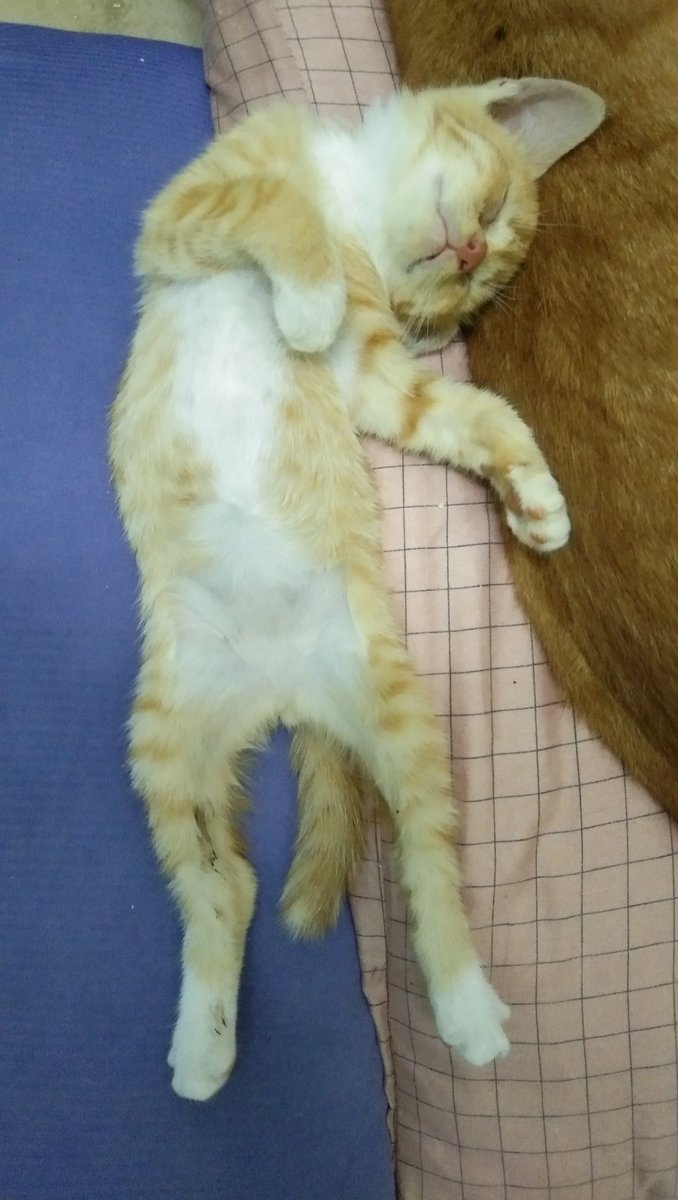 SufhaEsa's tweet photo. Rescued~~

Meraung dlm parit dpn kedai jam smlm..xde sape peduli. Pnjm penyodok kedai sebelah, masuk dlm parit n kaut. Nsb bagi kerjasama. Baunya MasyaAllah..bikin pitam 😅 Age around 2 mo. JANTAN. Kalau ada yg nak adopt dm ye.. Dah bg ubat mata n dewormed. Area bdr sri putra.. https://t.co/SPOpXu3tF4