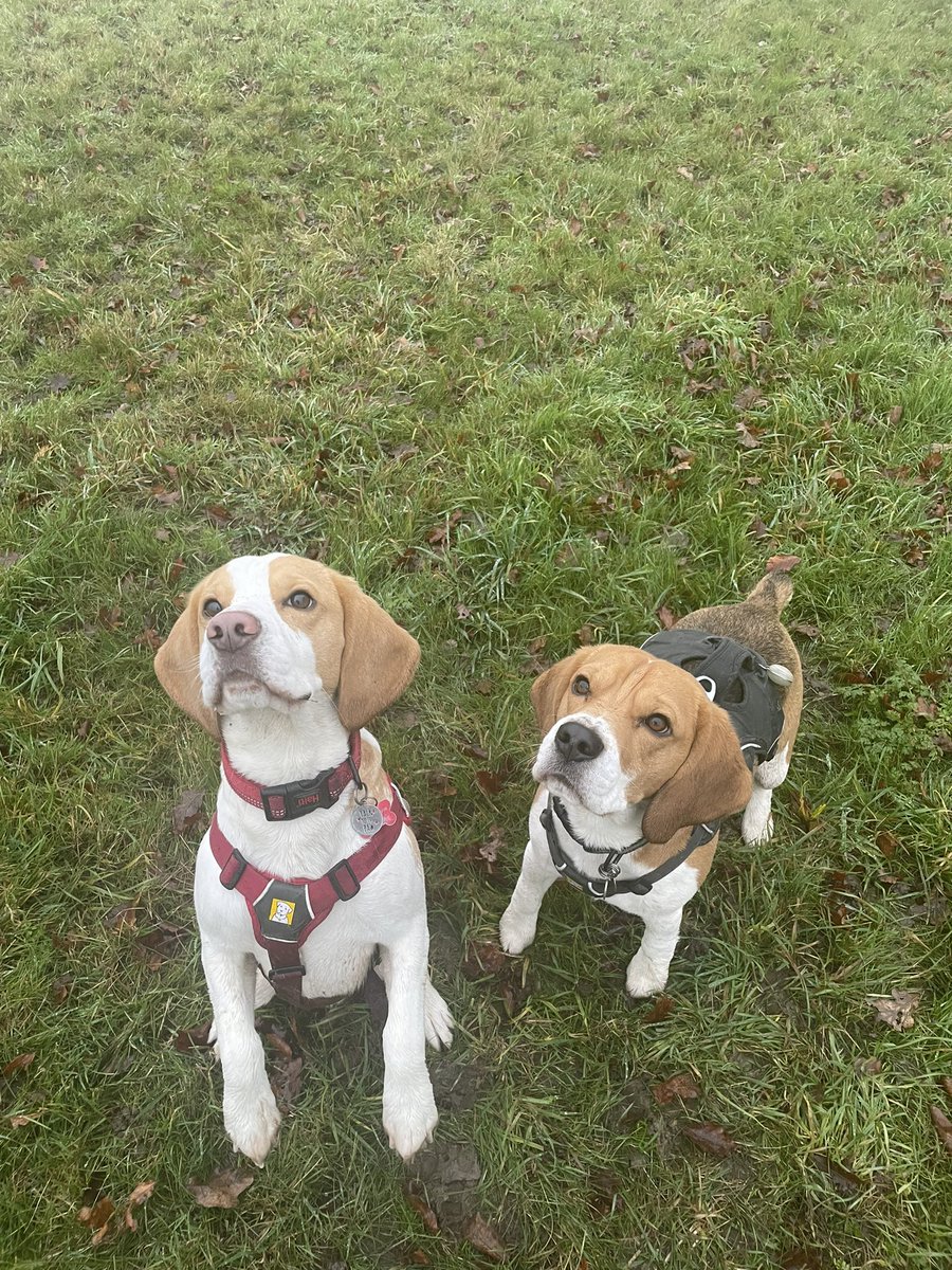 beaglelover7's tweet photo. Wishing these two urchins the happiest of birthdays ๐ฅณ Time flies when youโre a beagle #threetoday #myboys https://t.co/zUTHXG8MMr