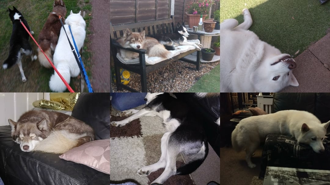 HuskyStories's tweet photo. We hope everyone had a good Christmas and boxing Day?
#siberian #huskies #husky #adventuresbook 
#dogsoftwitter 
@amandalwelch 
@AuthorJaneM 
@WeAreProvoco https://t.co/xOcHkd0iec