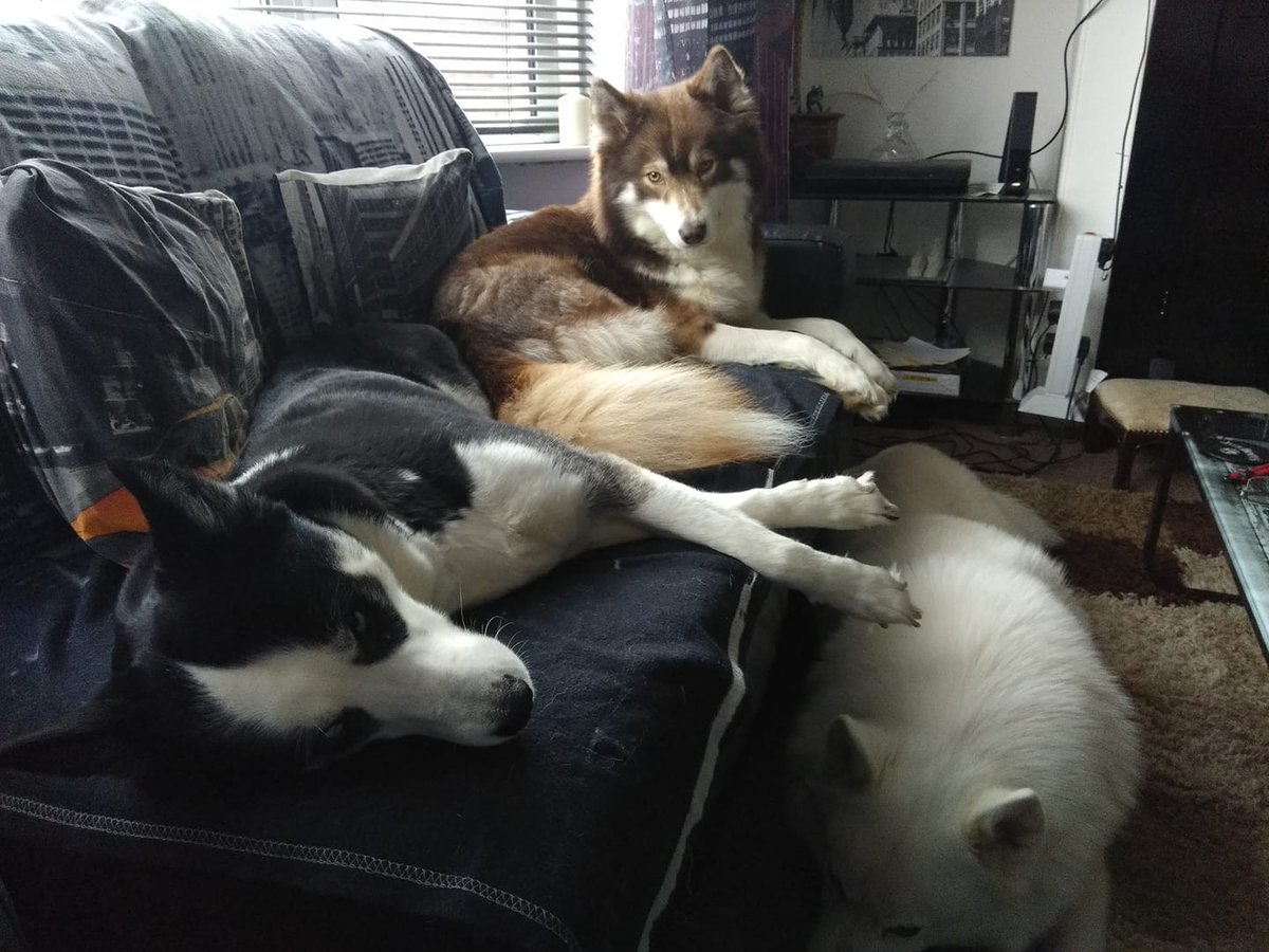 HuskyStories's tweet photo. We hope everyone had a good Christmas and boxing Day?
#siberian #huskies #husky #adventuresbook 
#dogsoftwitter 
@amandalwelch 
@AuthorJaneM 
@WeAreProvoco https://t.co/xOcHkd0iec