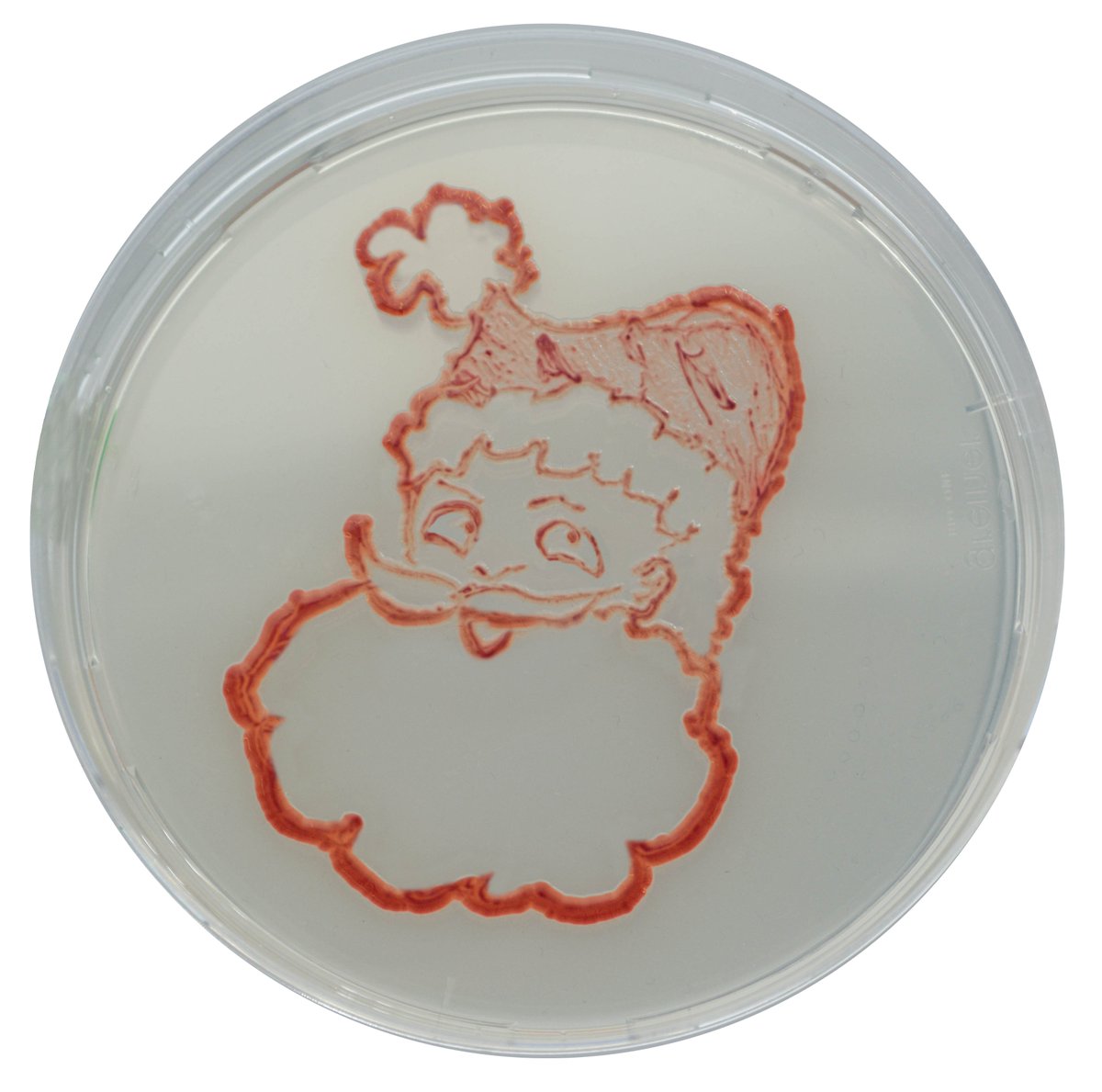 CHROMagar's tweet image. Merry Christmas everyone 🎄🎁🎅
Made with CHROMagar Acinetobacter
#microbiology #chromogenictechnology #culturemedia #agarart #Christmas2021