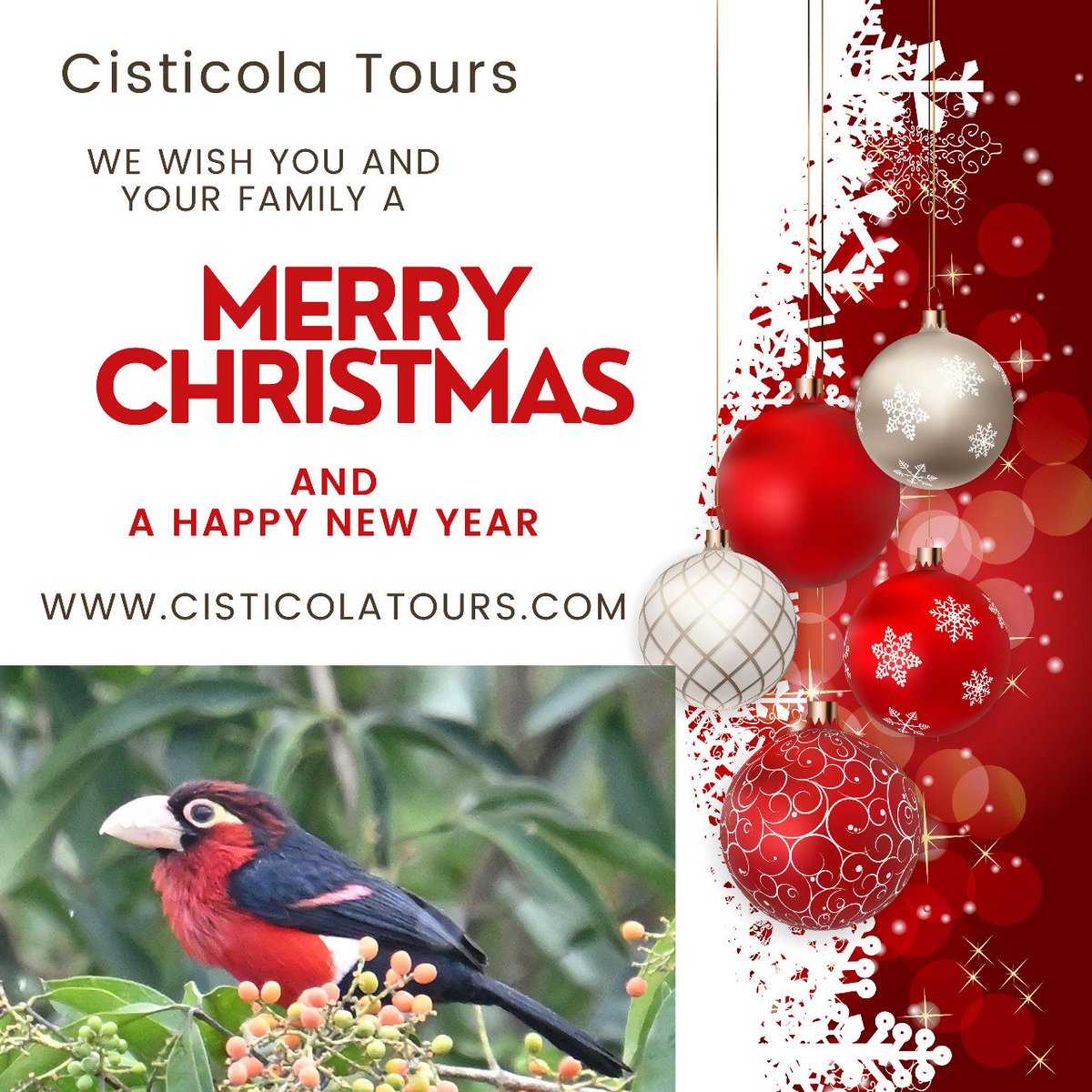 Happy holidays, see you soon on tours and safaris across Kenya, Tanzania, Uganda and Rwanda.
cisticolatours.com