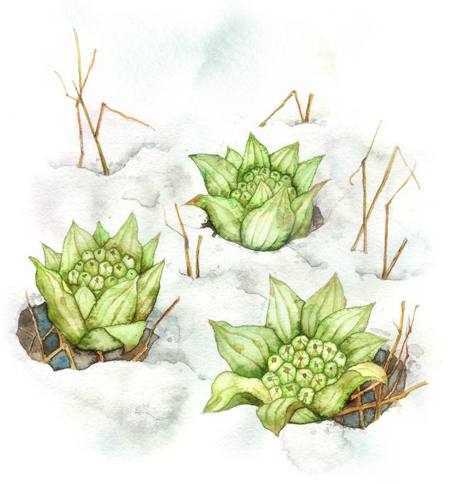 雪解けのtwitterイラスト検索結果 古い順