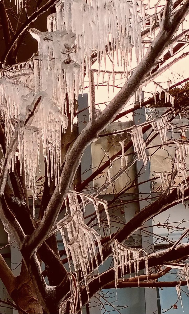 両親の住んでる中国南部とある町の光景。
今は別の町で暮らしてるんだけど、確か高校生の時一度見たことあるので、もう14年ぶりだよね。
今年もなかなか寒い🥶