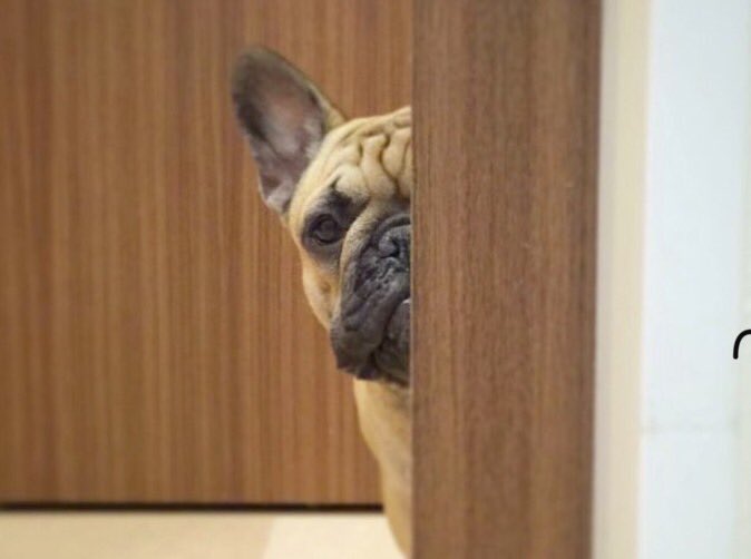 動物面白画像 Twitter Search Twitter