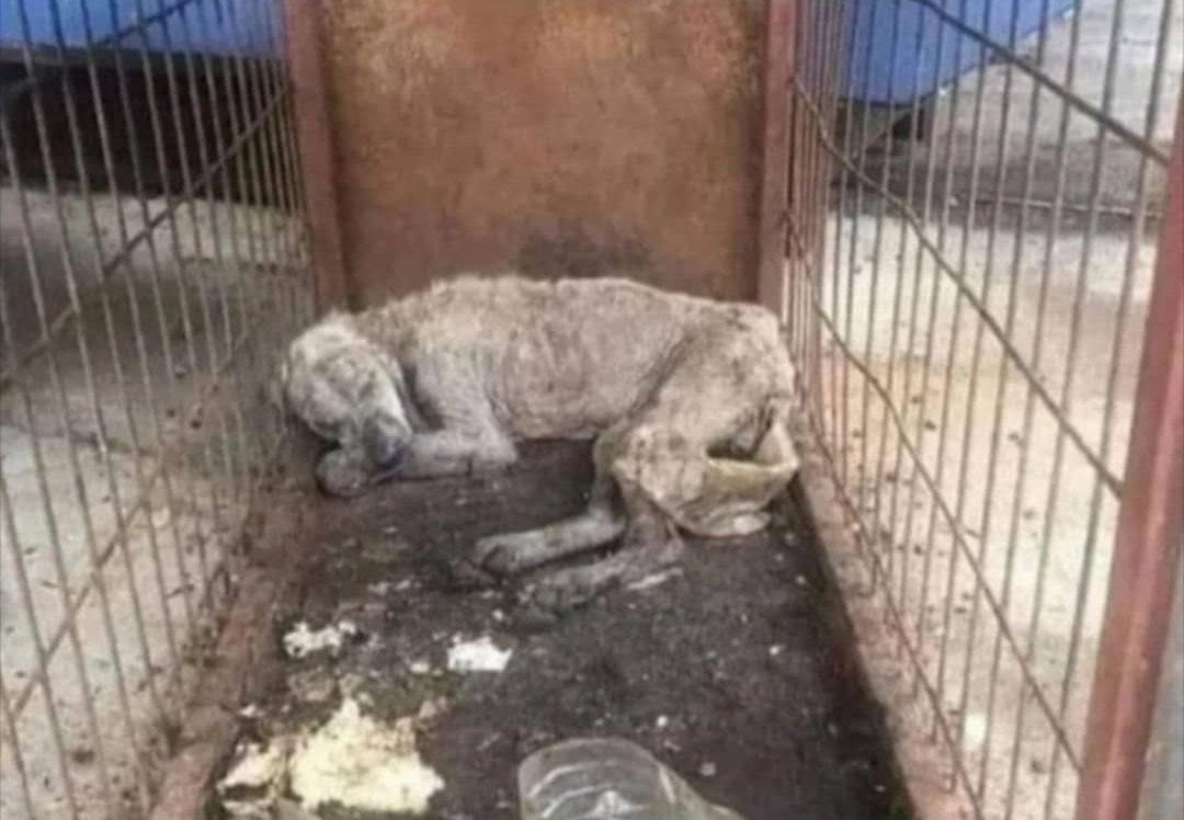 yesim_eksiogluu's tweet photo. Belediyenin konforlu alttan ısıtmalı 5 yıldızlı otelleri aratmayacak barınakları... #BarınaklarKatliamYuvası https://t.co/J0rkco85gy