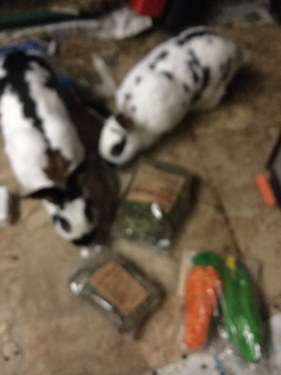 Pigsandbuns's tweet photo. They came running to check out their #21BSS present! Thank you very much. It’s blurry because I was fending off excited rabbits... https://t.co/2Uxz3yJFw4