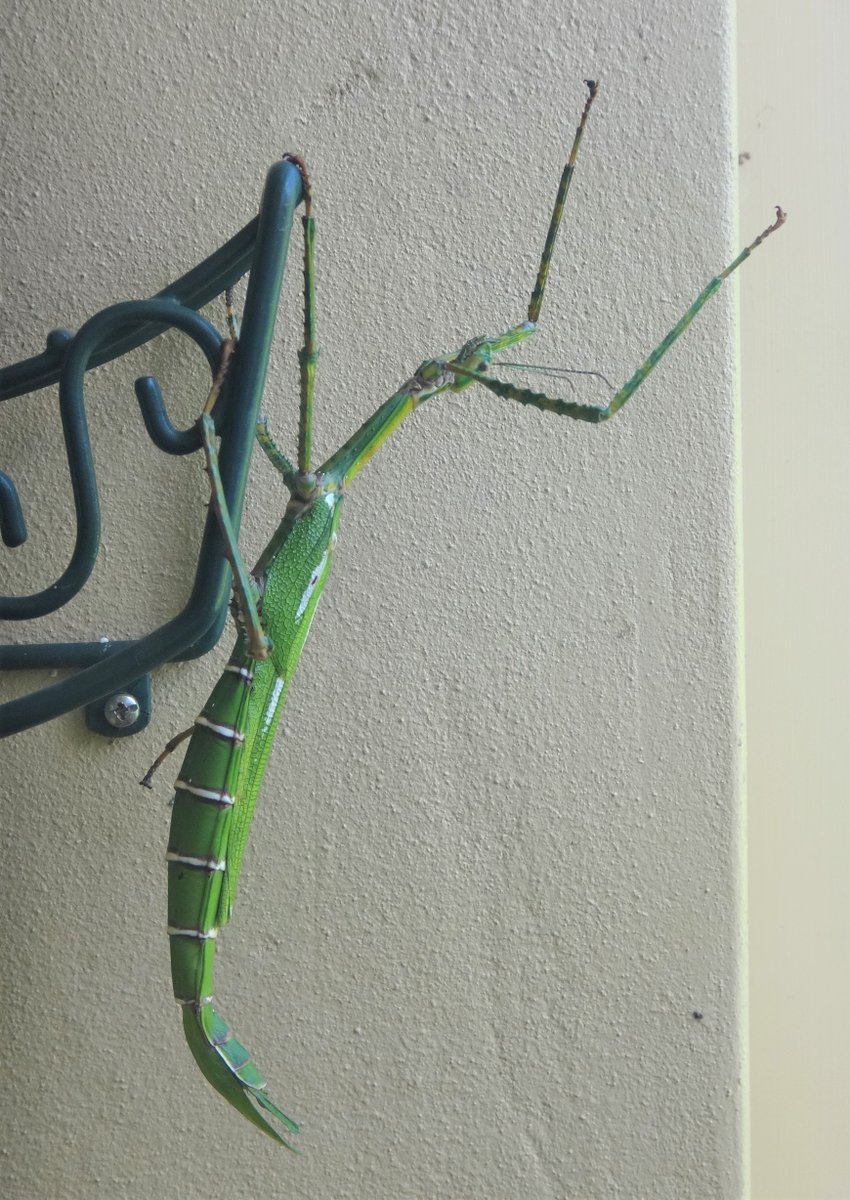 ArtyGlen's tweet photo. A friendly visitor came to my back door - the detail on its back and legs was amazing + soooooo BIG. #Nature #instects https://t.co/LreQ5gL28e