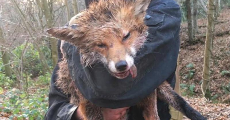 ProtectTheWild_'s tweet photo. This is the brutal outcome of a "trail hunt" - please RT and use the #trailoflies today - help educate the public about the truth.

"Trail hunting" is nothing but a #trailoflies and it is time more than ever for this sick and depraved pastime to come to an end. https://t.co/zsz7NTnmya