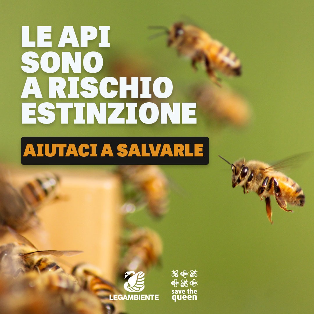 🐝🎅 Il #Natale di #SaveTheQueen è stato un successo 🆘 1️⃣6️⃣6️⃣ arnie donate 🤝 Milioni le #api che hanno trovato una nuova casa 👉 sostieni.legambiente.it/save-the-queen

📚 Donando, riceverai un ringraziamento speciale e un #ebook dedicato alle api 🐝

Salva le api con noi! 💛