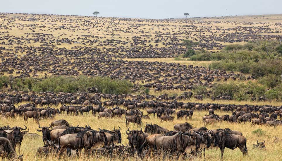 Kilimanjaronews's tweet photo. Christmas holiday tour offers include Tanzania safari #cheaptours to see the #Africabig5
https://t.co/KgpG2njeA1
@travelquester #Travel #Tourism https://t.co/iEg2lnnjMe