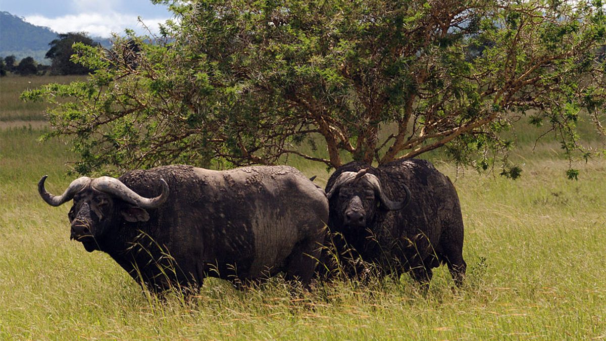 Kilimanjaronews's tweet photo. Christmas holiday tour offers include Tanzania safari #cheaptours to see the #Africabig5
https://t.co/KgpG2njeA1
@travelquester #Travel #Tourism https://t.co/iEg2lnnjMe
