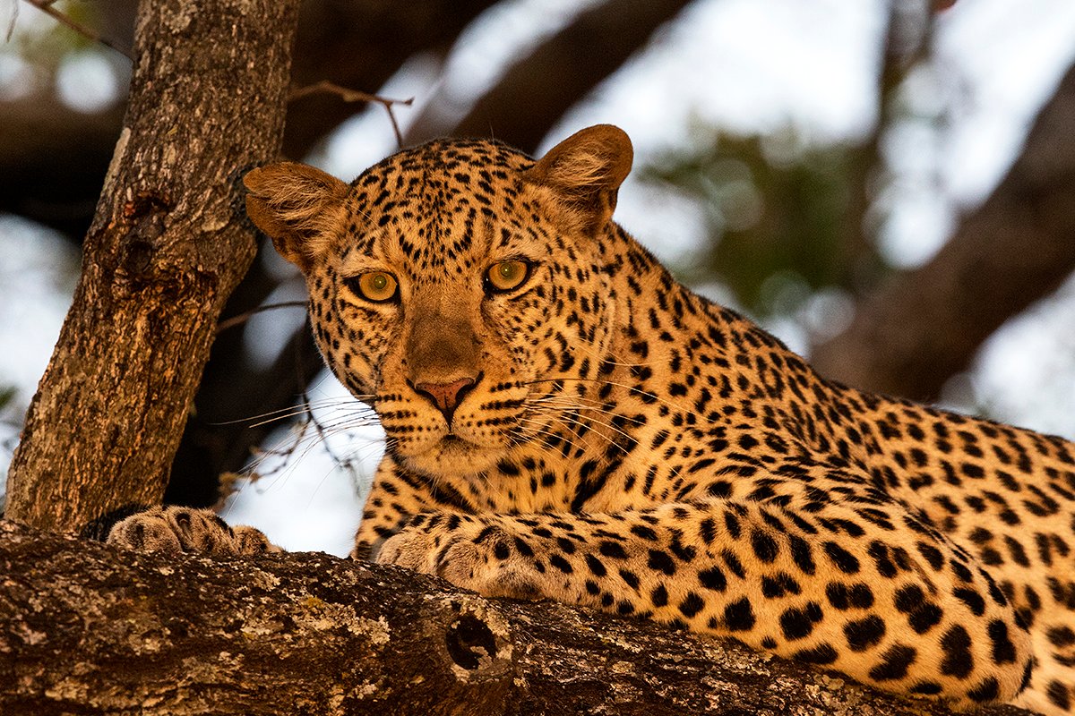 Kilimanjaronews's tweet photo. Christmas holiday tour offers include Tanzania safari #cheaptours to see the #Africabig5
https://t.co/KgpG2njeA1
@travelquester #Travel #Tourism https://t.co/iEg2lnnjMe