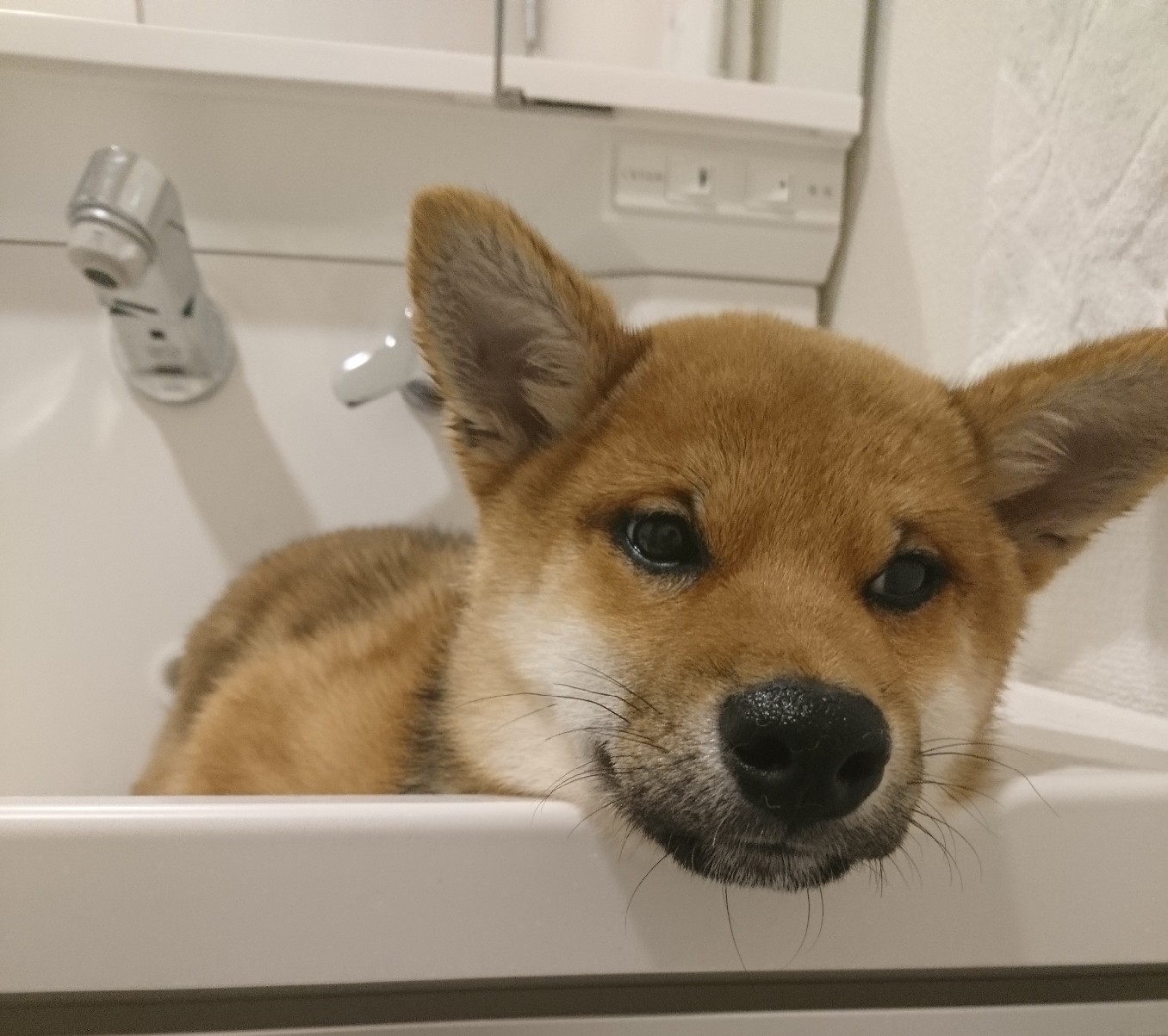 いぬとねこの家づくり工房 福島県桑折町 小型犬であれば 浴室で シャンプー をする代わりに洗面台を使うのも1つの手です その場合 犬の足が滑らないように洗面ボウルの底は平らなものを選び 排水溝に抜け毛が詰まらないような工夫をしておくのがベター