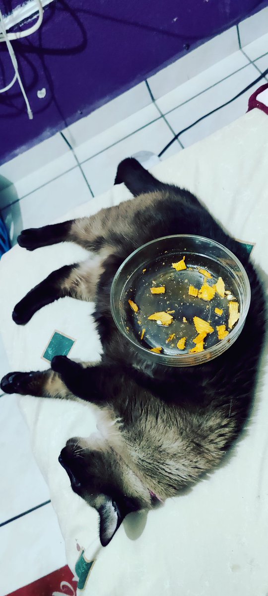 Soylewis's tweet photo. @WillyrexYT Bella, aparte de ser mi mascota, también sirve de mesita, para poner la botanita! https://t.co/Rc9fIev9SD