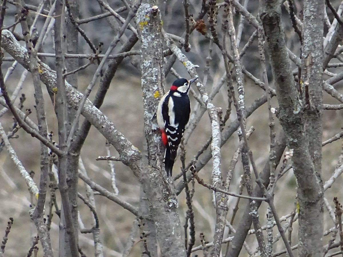 Turisme Pallars Sobirà tweet media