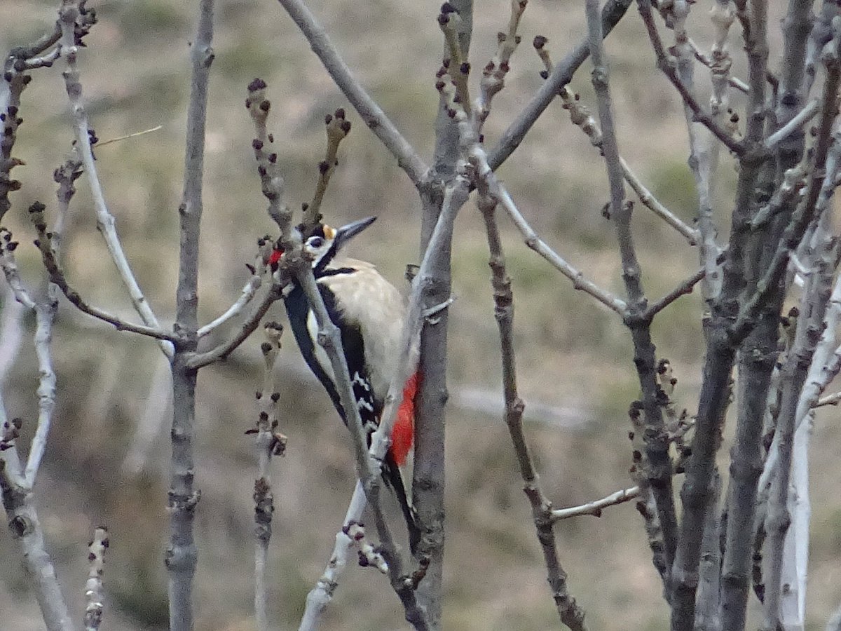 Turisme Pallars Sobirà tweet media