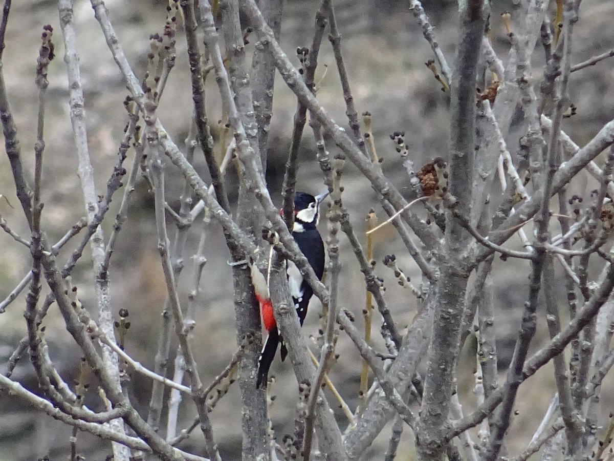 🗣️A l'hivern la majoria dels arbres🌳estan nus i semblen adormits però 😀,si ens fixem bé, no és ben bé així: hi ha una gran varietat de moixons🐦que es queden😍
-
Aquest, quan troba la soca que li agrada, fa un gran xivarri. 🙉

🙋🏻‍♀️Bon dia d'observació 😉!  #pallarssobira