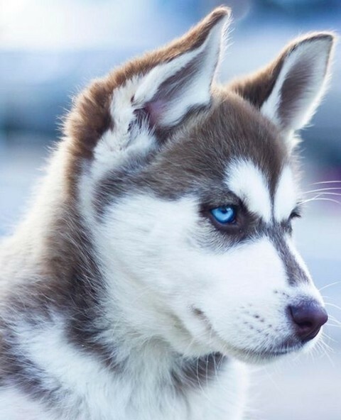 corey_patrick1's tweet photo. The best things in life are rescued.⁠
⁠
#dogs #dogsofinstagram #doglover #siberianhusky #cutedogs #instadog #DogNeedsBest https://t.co/u5ncf64Qap