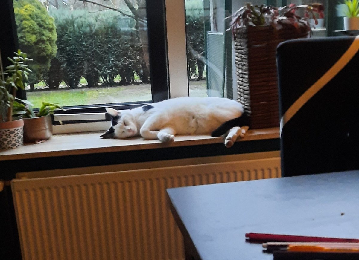 PluisjePanda's tweet photo. Vrouwtje is weer thuis, dus kan ik lekker slapen. Het is zo lekker warm op de verwarming 💤 https://t.co/vxcS217z74