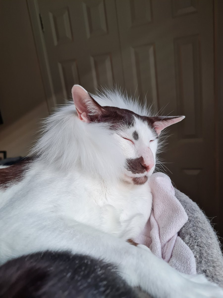 johnstf's tweet photo. Muldoon is all dickied up in his feather boa with nowhere to go 😾 #CatsOfTwitter #meezer https://t.co/QLMijF0eTn
