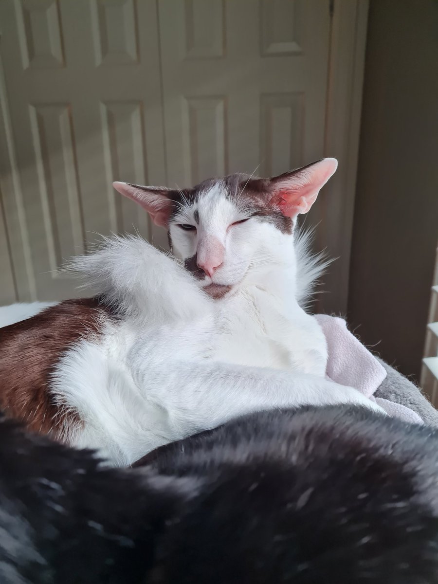 johnstf's tweet photo. Muldoon is all dickied up in his feather boa with nowhere to go 😾 #CatsOfTwitter #meezer https://t.co/QLMijF0eTn