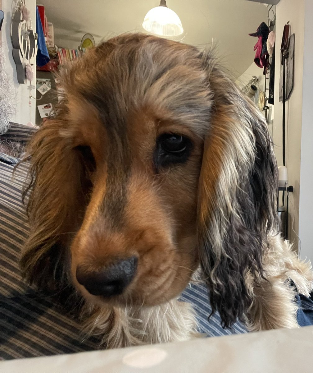 How many ‘HELLO’s can a lickle Cocker Spaniel from Derbyshire, England get from around the world..

Say hello and where you are from..

If I get more than 200 hello’s my daddy says he will donate £50 to an Animal Charity

(Please retweet for a wider reply)