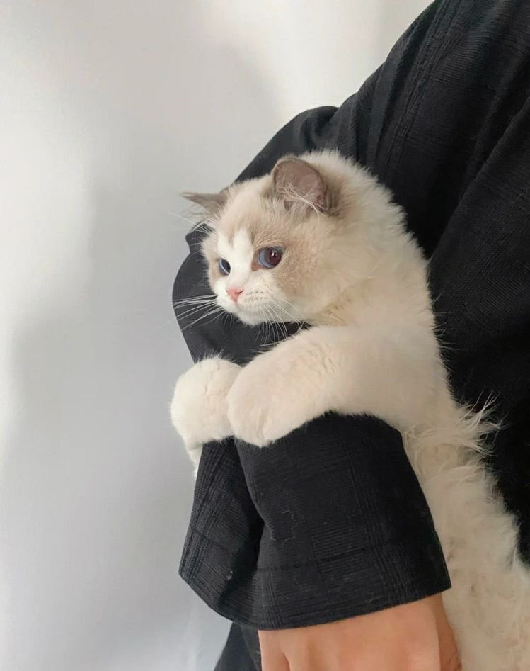 yooncatfiles's tweet photo. yoongi handling manual: shower him with love when he gets clingy https://t.co/ooS6lCmujV
