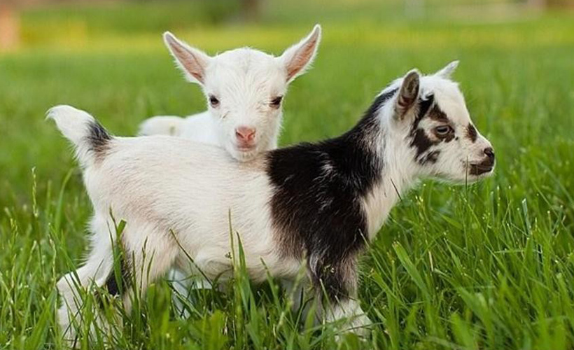 5 Baby Goats That Would Give You Their Extra Adderall if They Had It Unlike Your Stupid Sister: ow.ly/t2gn50HiwM6