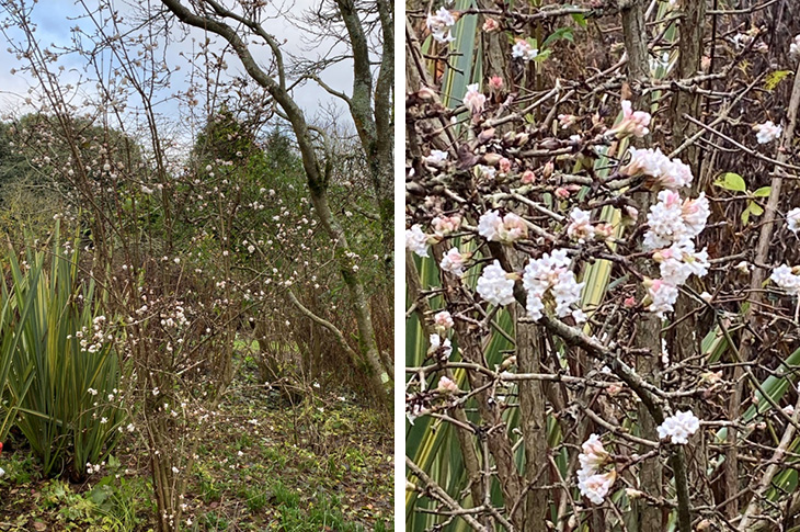 HighdownGardens's tweet photo. Viburnum x bodnantense is one of the few plants that flower at #Highdown throughout the long winter months when little else is blooming. Find out more about this hardy plant in our latest blog 👉https://t.co/UQsivpLlMf https://t.co/3nzkjuYFHu