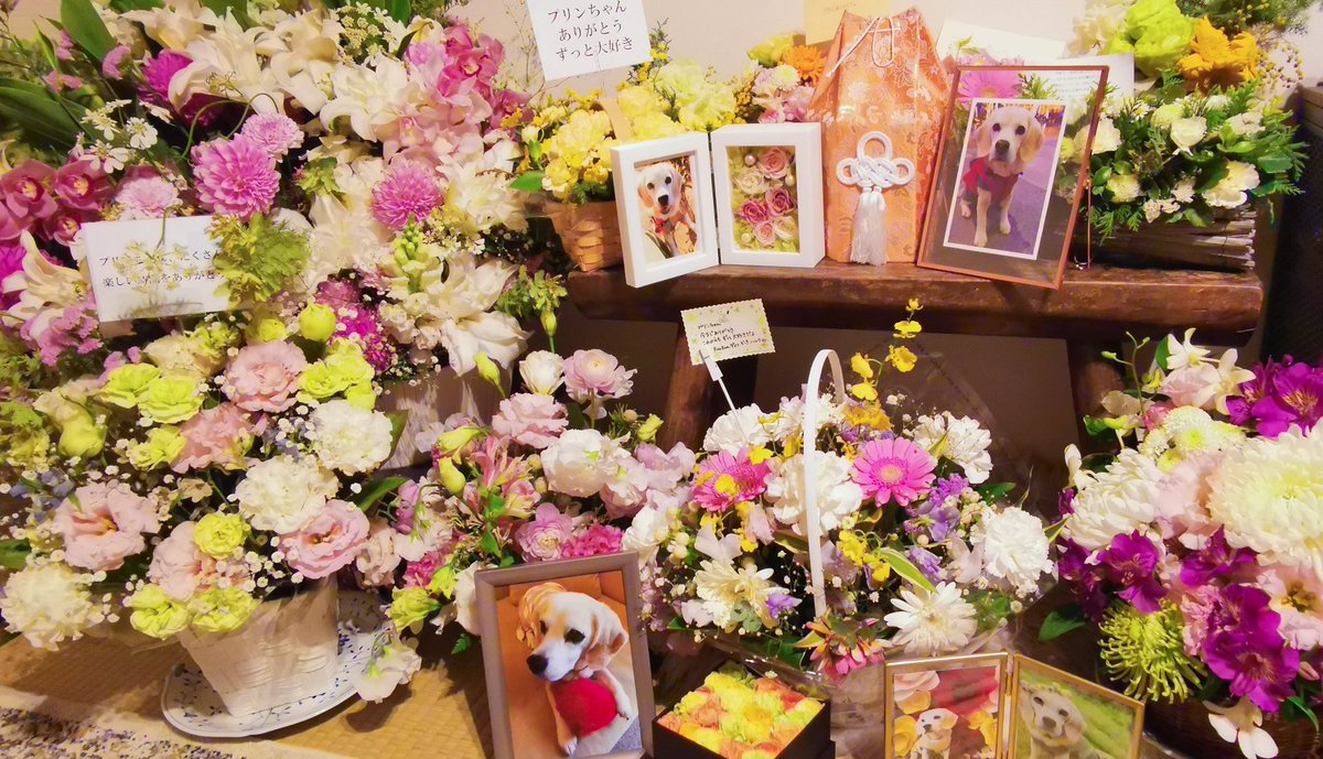 superpurine's tweet photo. 早いものでプリンが亡くなってから10日が過ぎようとしています。
たくさんのお花ありがとうございました！どれも鮮やかな色合いで、心が強く弾けるようなまるでプリンそのものです✨ https://t.co/8R62ITHgy0