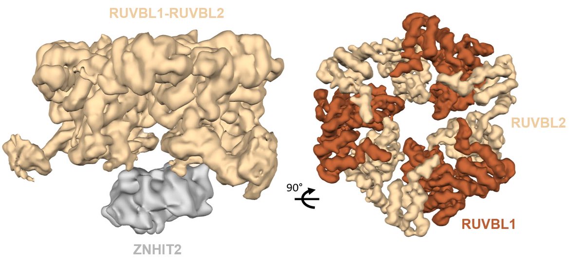 Just out! RUVBL1/2 strikes back, this time together with ZNHIT2, a complex involved in the maturation of PRPF8. The great <a href="/sernarina/">Marina Serna</a>, <a href="/AnaCorpalez/">Ana Corpalez Gonzas</a>, Sofía Cabezudo and <a href="/alopezperrote/">Andrés López Perrote</a> spearheading this project. Full text link below 👇