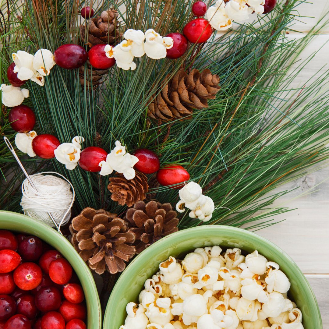 pendulum_planet's tweet image. Feed Winter Birds with your Holiday Garland 🍿🎄🐦 Check it out on the blog. pendulumplanet.com/blogs/planetar…