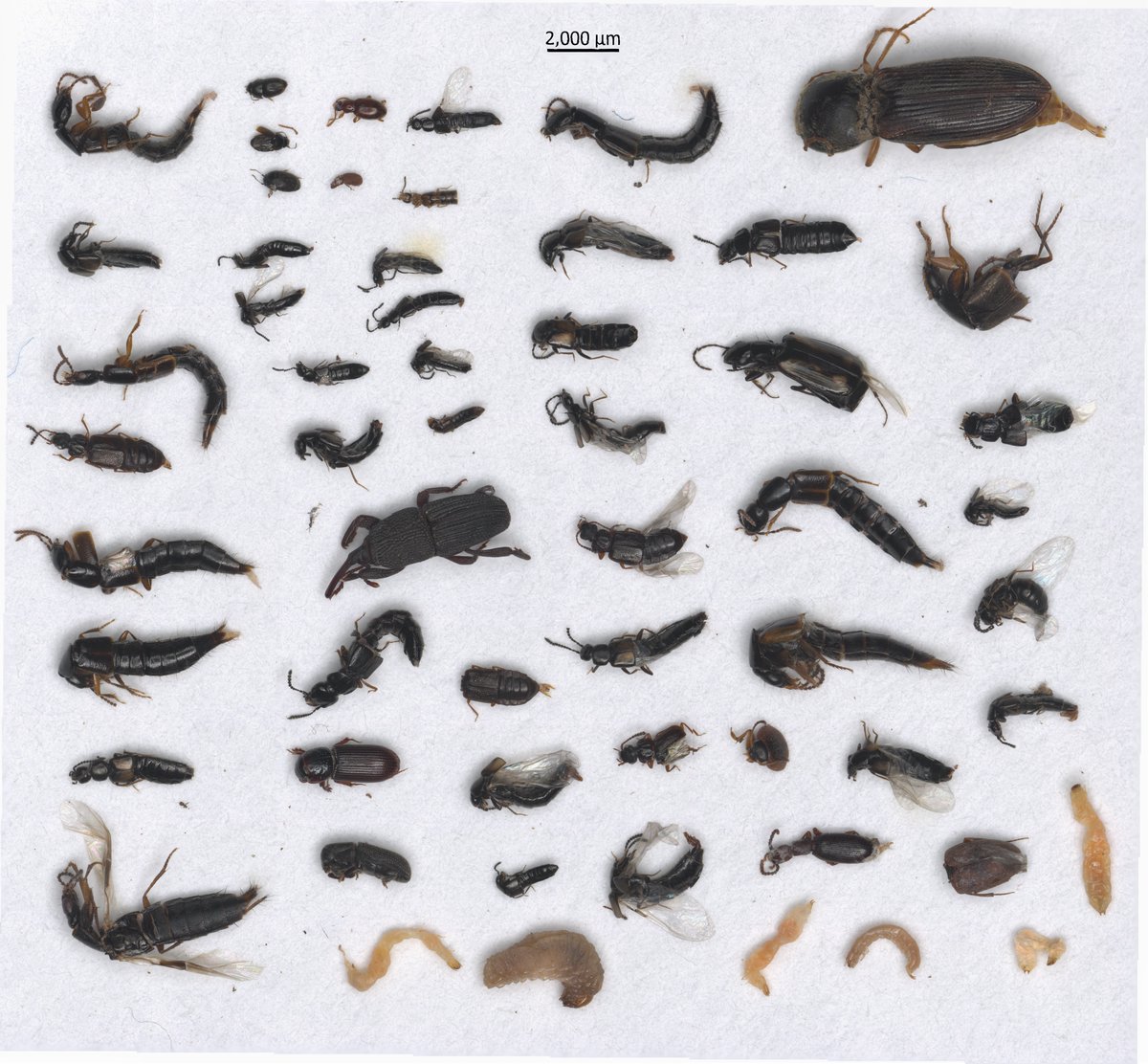 Víctor Noguerales (@v_noguerales) on Twitter photo Check out our #preprint article!
High-throughput imaging coupled with #DeepLearning and #DomainAdaptation for taxonomic classification of bulk-samples of #Coleoptera from understudied forests of #Cyprus
Co-authored with <a href="/t_fujisawa05/">Tomochika Fujisawa</a> E. Meramveliotakis <a href="/anna_pap05/">Anna Papadopoulou</a> <a href="/Beetlephylo/">BeetleMania</a> Check out our #preprint article!
High-throughput imaging coupled with #DeepLearning and #DomainAdaptation for taxonomic classification of bulk-samples of #Coleoptera from understudied forests of #Cyprus
Co-authored with <a href="/t_fujisawa05/">Tomochika Fujisawa</a> E. Meramveliotakis <a href="/anna_pap05/">Anna Papadopoulou</a> <a href="/Beetlephylo/">BeetleMania</a>